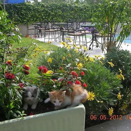 Lila Lejlighedshotel